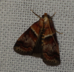 Acrobasis repandana