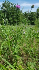 Cirsium texanum