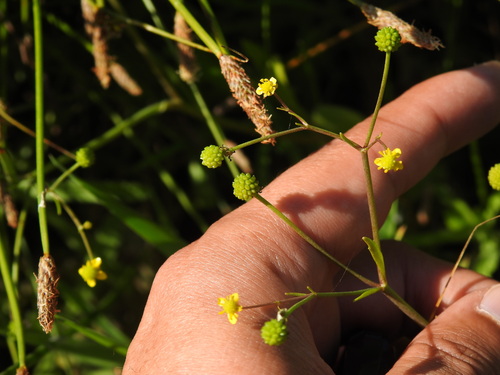 Image of Ranunculus ophioglossifolius by (c) Duarte Frade, some rights reserved (CC BY)
