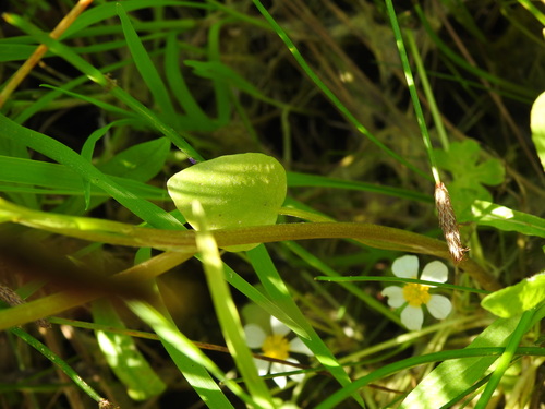 Image of Ranunculus ophioglossifolius by (c) Duarte Frade, some rights reserved (CC BY)