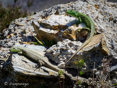 Iberolacerta monticola
