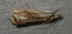 Catoptria verellus