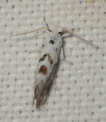 Niphonympha dealbatella