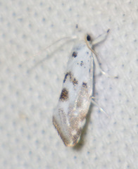 Niphonympha dealbatella