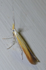 Coleophora colutella