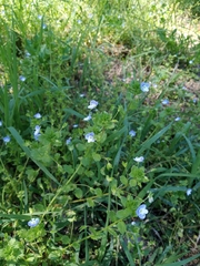 Veronica persica