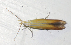 Coleophora colutella