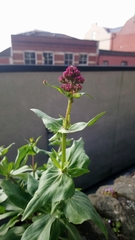 Centranthus ruber