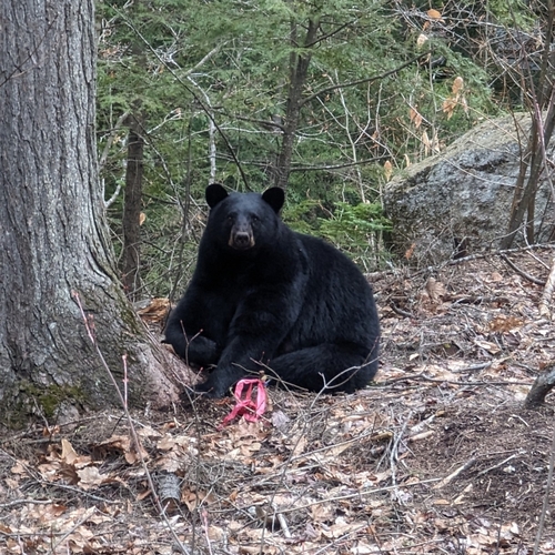 American Black Bear photographed in New Hampshire