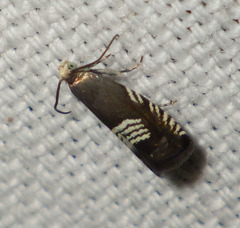 Grapholita compositella