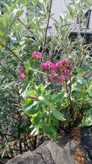 Centranthus ruber