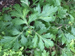 Artemisia princeps