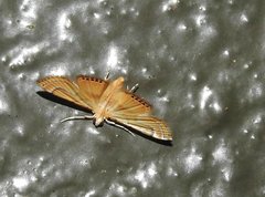 Cataclysta angulata