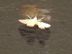 Cataclysta angulata