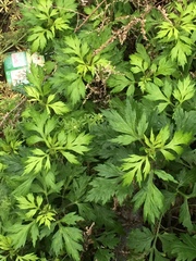 Artemisia princeps