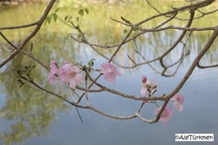 Handroanthus impetiginosus