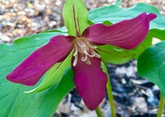 Trillium