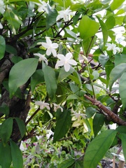 Wrightia religiosa