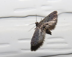 Sufetula hemiophthalma
