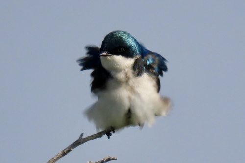Tree Swallow (Tachycineta bicolor), photo 4