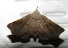 Esthlodora versicolor