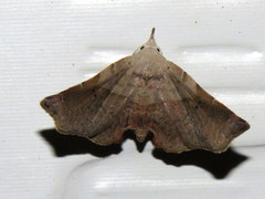 Esthlodora versicolor