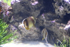 Chaetodon marleyi