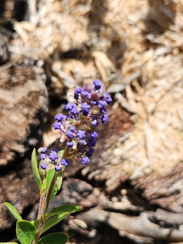 Lemmon's ceanothus (Ceanothus lemmonii)