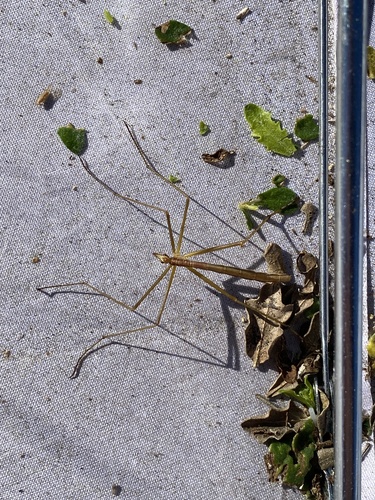 iNaturalist observation photo of Wingless Hangingfly
