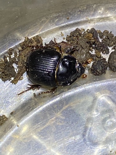 iNaturalist observation photo of Stout Earth-boring Scarab Beetle