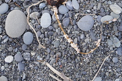 Notomegabalanus decorus