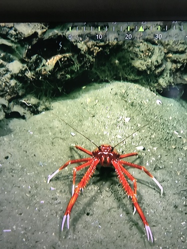 Eumunida picta