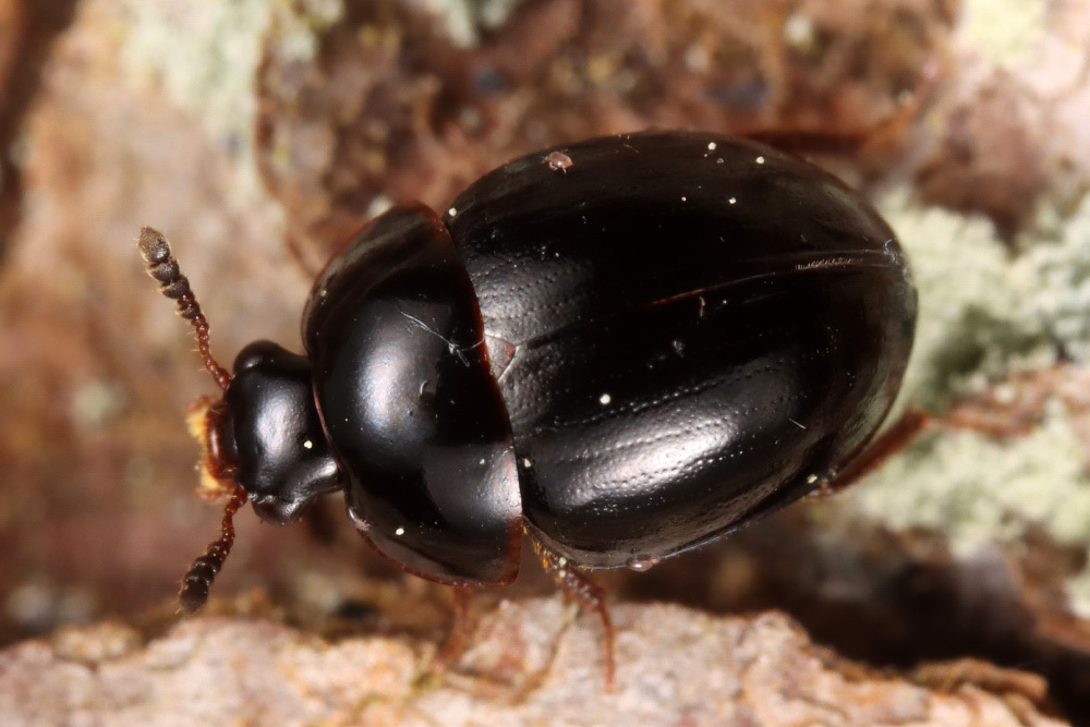Anisotoma glabra