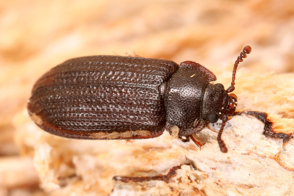 Grynocharis oblonga