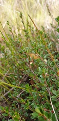 Micrantheum demissum