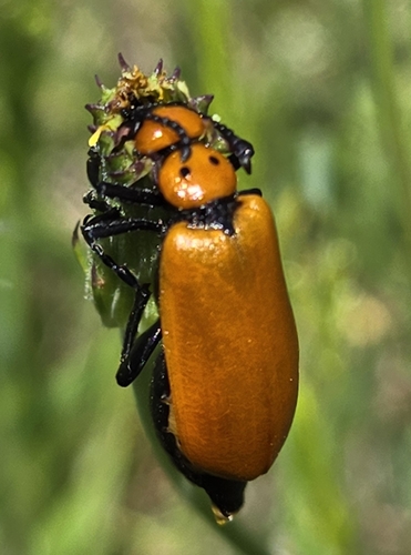 Neck-spotted Blister Beetle