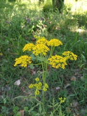 Leiotulus aureus