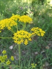 Leiotulus aureus