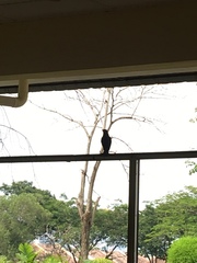 Acridotheres javanicus