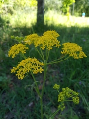 Leiotulus aureus