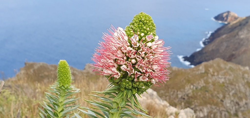 Echium portosanctense