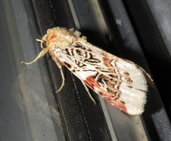 Spodoptera picta