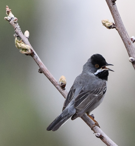 Rüppell's Warbler, photo 4 of 10