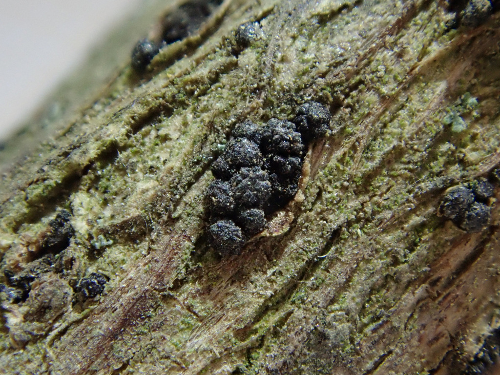 Cucurbitaria berberidis