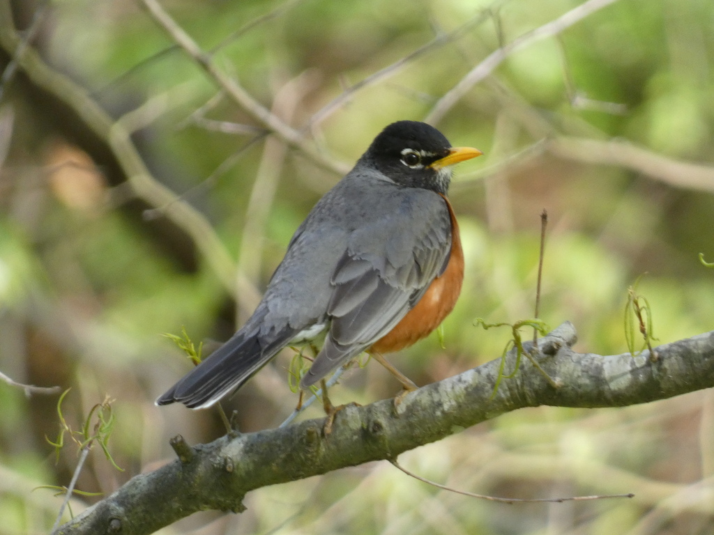 Southern Robin