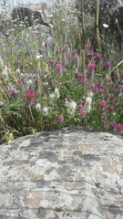 Trifolium purpureum