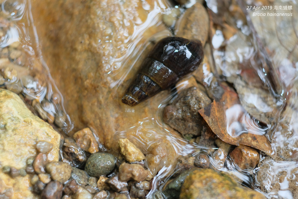 Escargot pagode de Hainan (Sulcospira hainanensis)