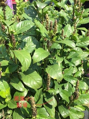 Justicia ventricosa