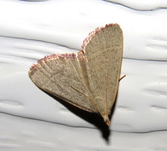 Hypsopygia albidalis