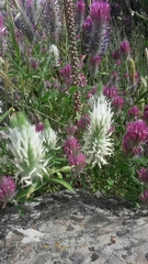 Trifolium purpureum